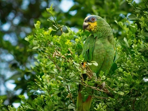 trees, Green, parrot