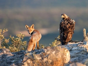 Fox, trees, Rocks, Eagle Front