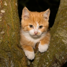 small, kitten, trees, ginger