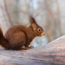 trees, Brown, squirrel