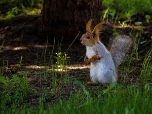 squirrel, viewes, forest, trees