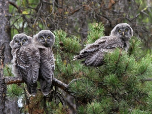 trees, Owls, Tengmalm