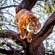tiger, trees