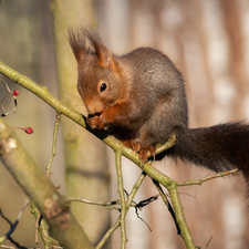 trees, squirrel, twig