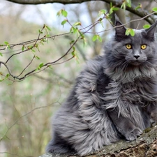 cat, trees, Twigs, Maine Coon