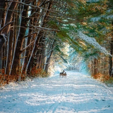 viewes, forest, Two, trees, winter, Way, deer