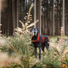 trees, viewes, clothes, forest, Dog German