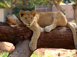 trees, viewes, lion, branches, little doggies