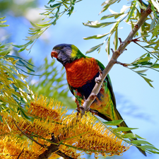 viewes, Flowers, Mountain Rainbow Lorikeet, trees, parrot