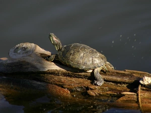 trees, turtle, water
