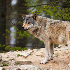 Wolf, viewes, forest, trees