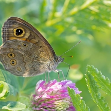 butterfly, trefoil, Leaf, Colourfull Flowers