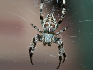 trestle, rapprochement