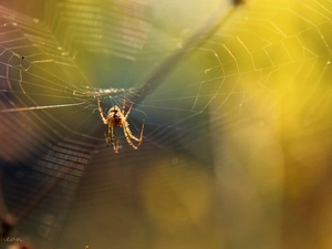 Spider, Web, net, trestle