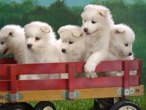 Samojed, trolley, sweet, puppies, five