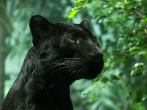 trophy, Panther, watching
