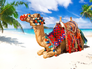 Sand, Camel, sea, Tropical, Palms, Beaches