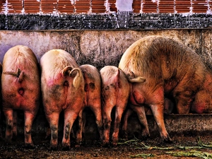 Trough, Pigs, at