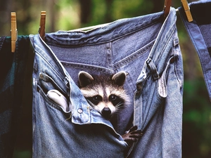 raccoon, Jeans, Buckles, trousers