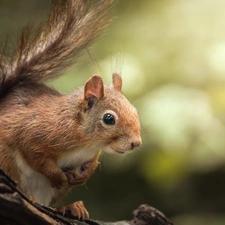 Ginger, trunk, blurry background, squirrel