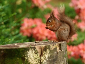 blurry background, squirrel, trunk