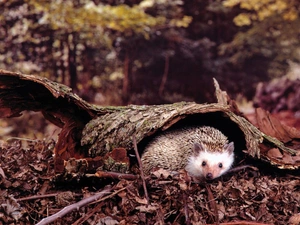 forest hedgehog, hedgehog, trunk