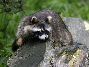 raccoon, trees, viewes, trunk