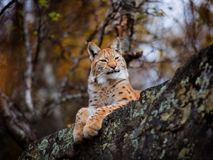 trunk, Lynx, trees