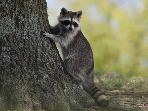 trunk, raccoon, trees
