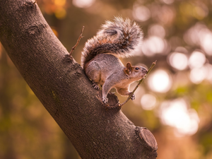 trunk, squirrel, trees