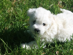 White, Coton de Tulear