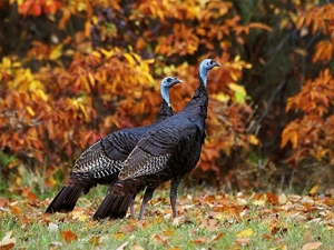 turkeys