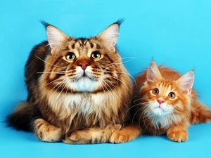 cats, turquoise, background, Maine Coon