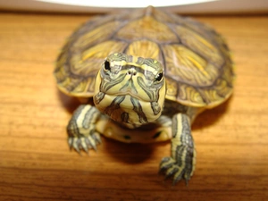 turtle