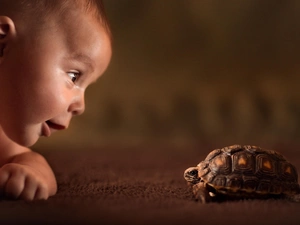 turtle, small, boy