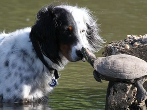 doggy, Rocks, water, turtle