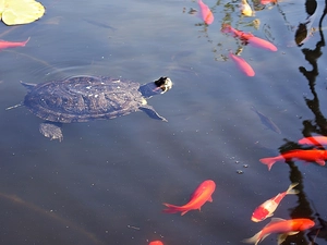 fishes, Pond - car, turtle
