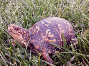 turtle, grass