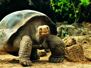 nature, Large Format, turtle