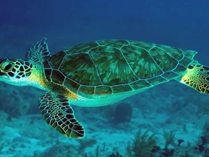 turtle, Ocean