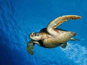 turtle, Ocean