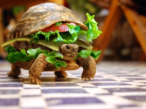 turtle, sandwich