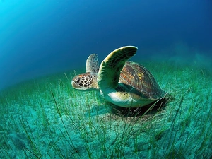 turtle, sea