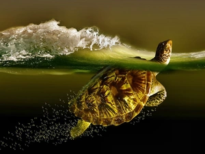 turtle, water