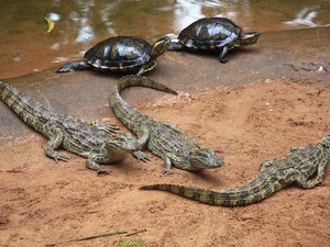Turtles, young, crocodiles
