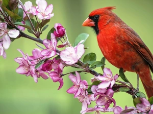 twig, Bird, Blossoming