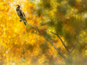 Bird, twig, blurry background, cormorant
