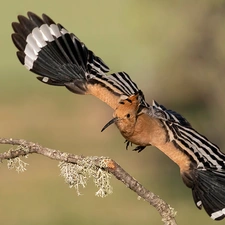 flight, twig, booby, wings, Bird