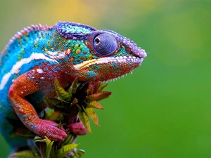 twig, color, Cameleon