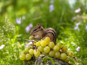 Plants, Eastern Chipmunk, twig, Grapes, grass, Chipmunk
